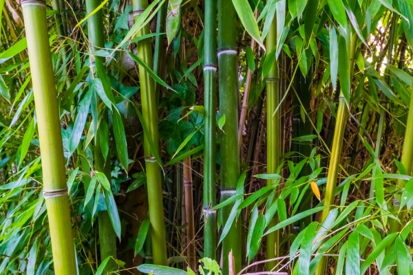 Cost of Bamboo Trimming in Lakeland