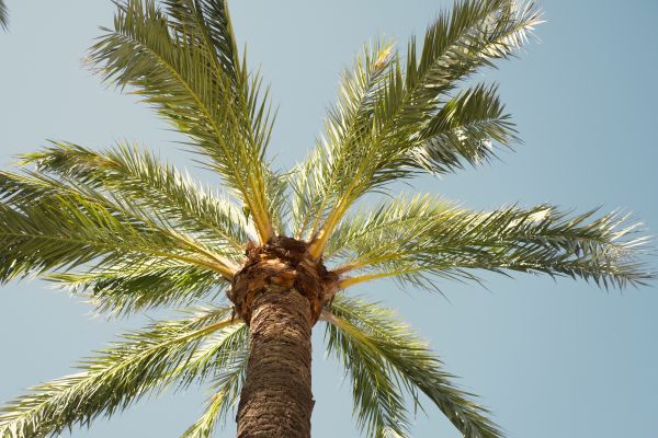 Palm Tree Pruning in Lakeland