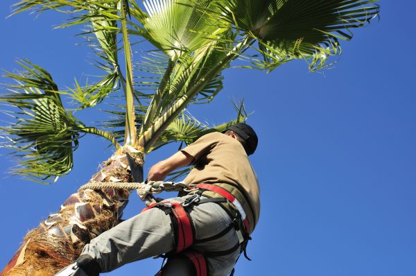 Palm Tree Trimming in Lakeland