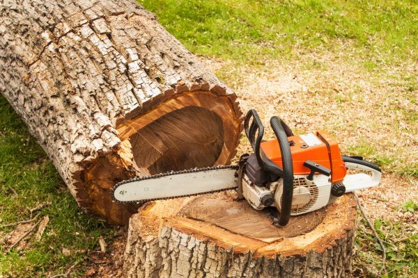 Tree Cutting Service in Lakeland