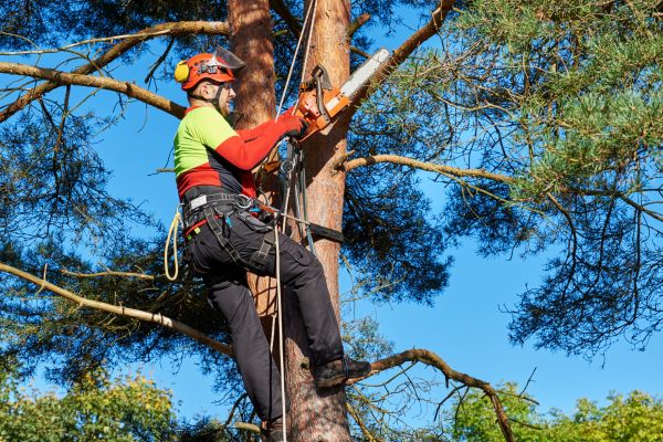 Tree Service in Lakeland