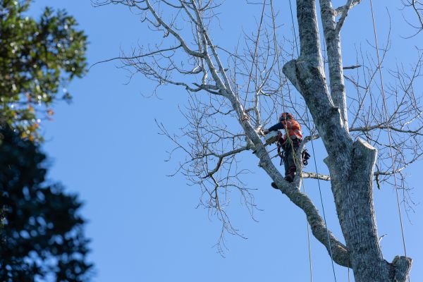 Cost of Tree Topping Service in Lakeland