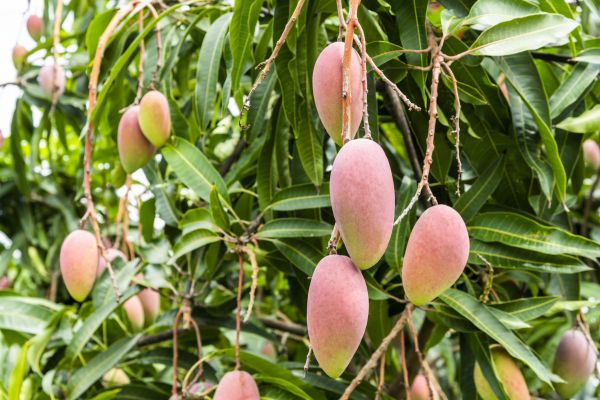Cost of Mango Tree Trimming in Lakeland