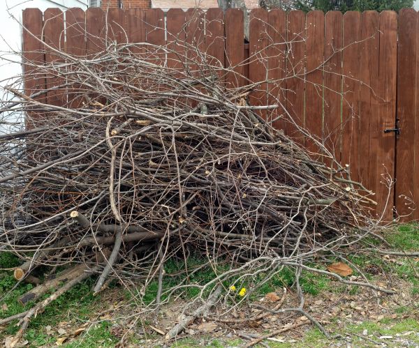 Cost of Dead Branch Removal in Lakeland