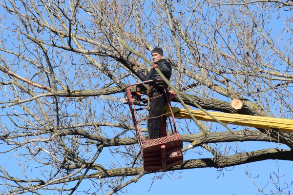 Cost of Emergency Tree Trimming in Lakeland