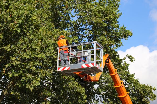 Commercial Tree Service in Lakeland