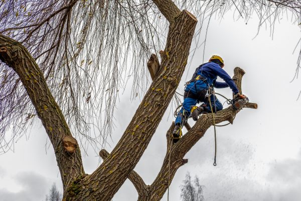 Cost of Tree Maintenance Service in Lakeland