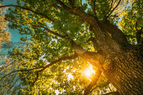 Cost of Oak Tree Pruning in Lakeland