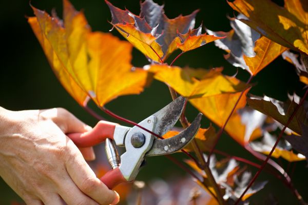 Cost of Maple Tree Pruning in Lakeland