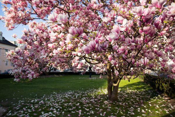 Cost of Magnolia Tree Pruning in Lakeland