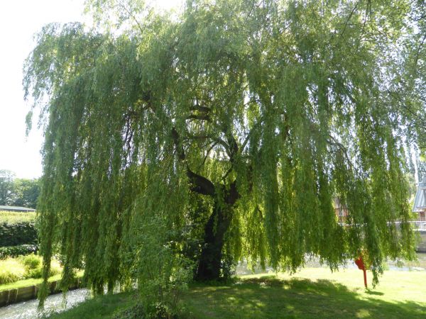 Cost of Willow Tree Trimming in Lakeland