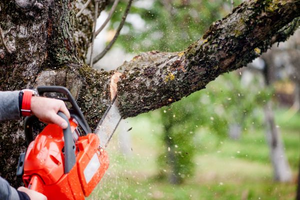 Cost of Tree Limbs Removal in Lakeland