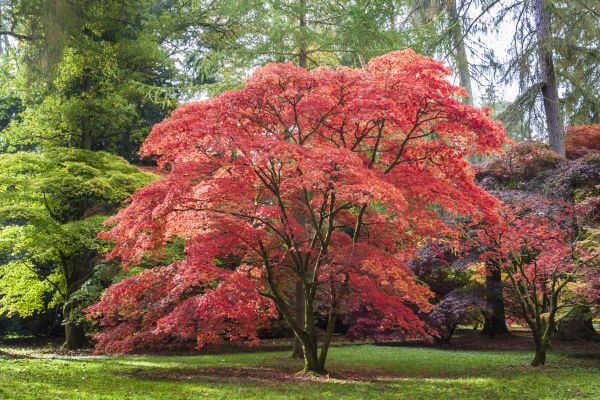 Japanese Maple Pruning in Lakeland