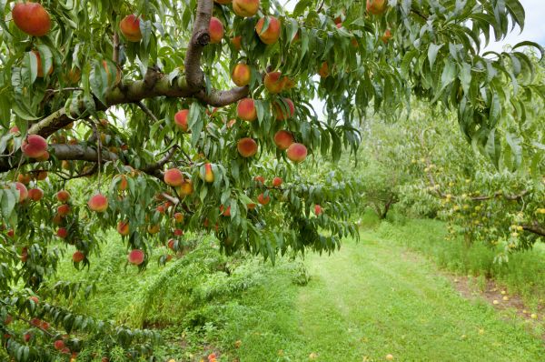 Cost of Peach Tree Pruning in Lakeland