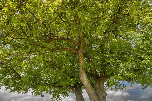 Cost of Walnut Tree Trimming in Lakeland