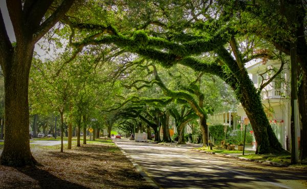 Cost of Tree Canopy Thinning in Lakeland