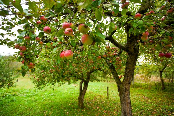 Cost of Apple Tree Pruning in Lakeland