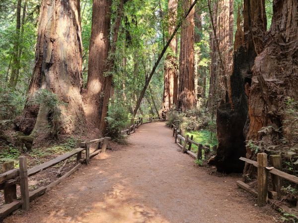 Cost of Redwood Tree Pruning in Lakeland