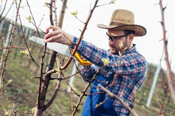 Cost of Orchard Tree Pruning in Lakeland