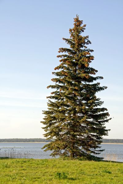 Cost of Spruce Tree Pruning in Lakeland