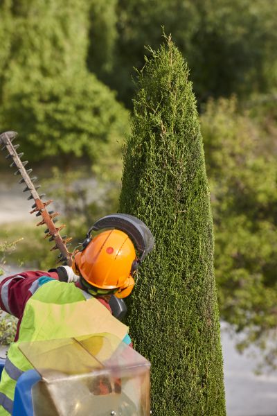 Cost of Cypress Tree Trimming in Lakeland