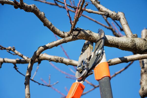 Peach Tree Trimming in Lakeland