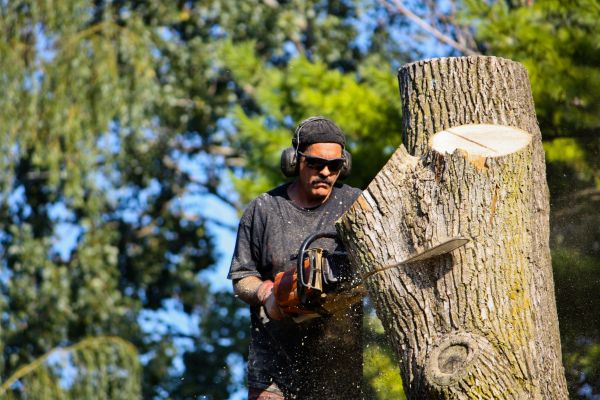 Cost of Ash Tree Pruning in Lakeland
