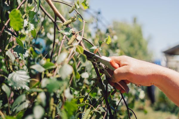 Cost of Birch Tree Pruning in Lakeland