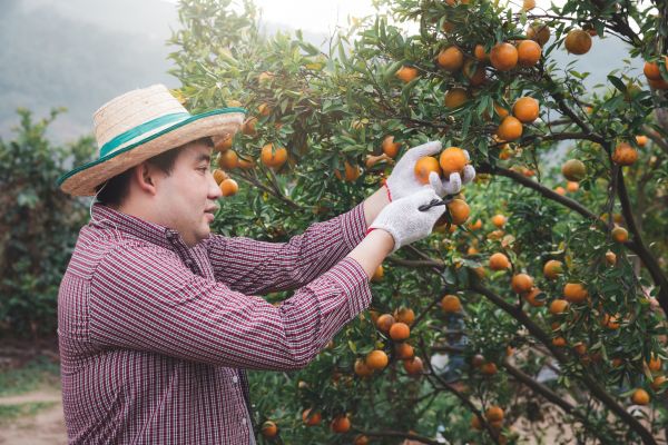 Cost of Orange Tree Pruning in Lakeland