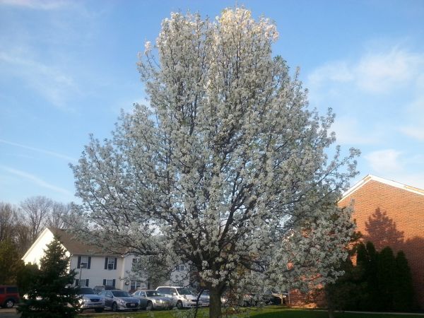 Cost of Bradford Pear Tree Pruning in Lakeland