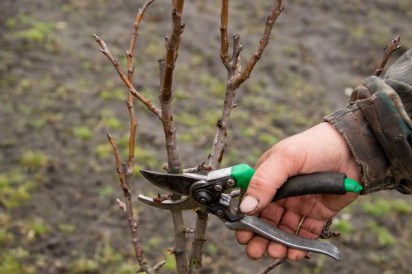 Cost of Pear Trees Pruning in Lakeland