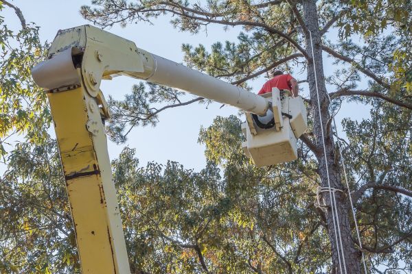 Cost of Limbs Trimming in Lakeland