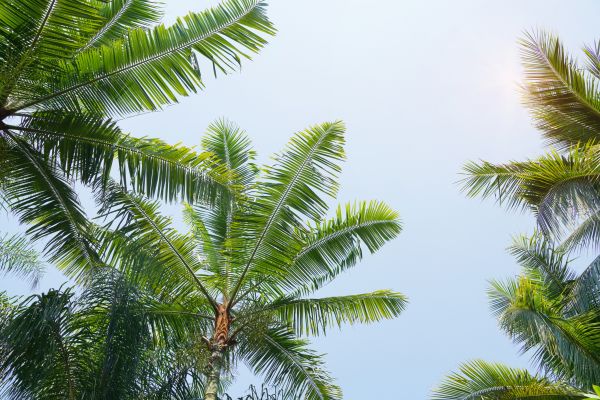 Cost of Queen Palm Tree Trimming in Lakeland