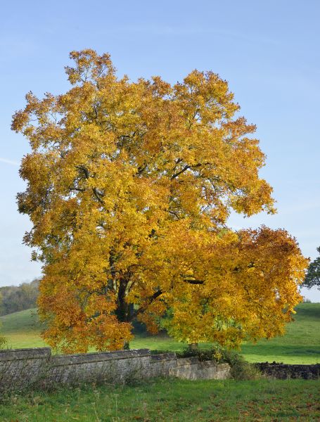 Cost of Hickory Tree Trimming in Lakeland