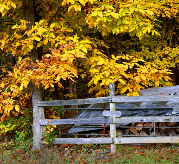 Cost of Hickory Tree Pruning in Lakeland