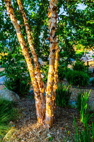 Cost of River Birch Trimming in Lakeland