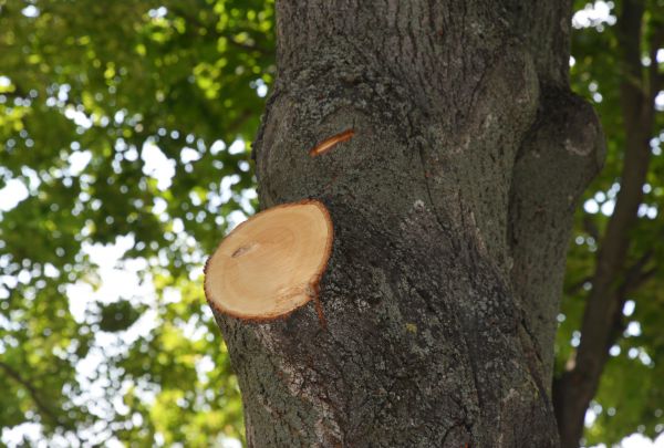 Cost of Limb Cutting in Lakeland