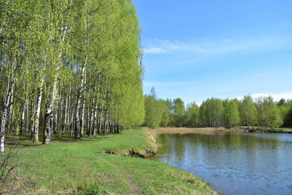 Cost of River Birch Pruning in Lakeland