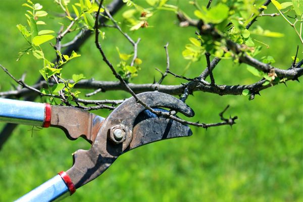 Cost of Branches Pruning in Lakeland