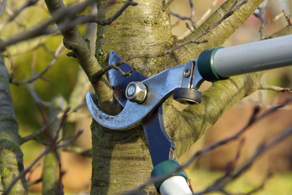 Cost of Tree Limb Trimming Service in Lakeland