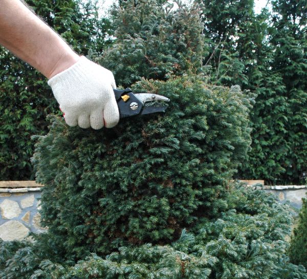Cost of Ornamental Tree Trimming in Lakeland