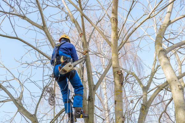 Cost of Large Tree Trimming in Lakeland