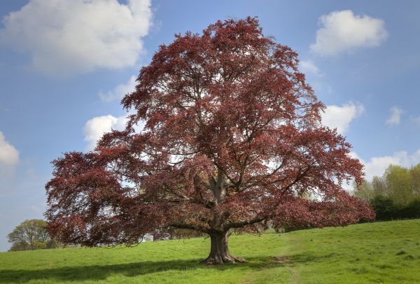 Cost of Beech Tree Pruning in Lakeland
