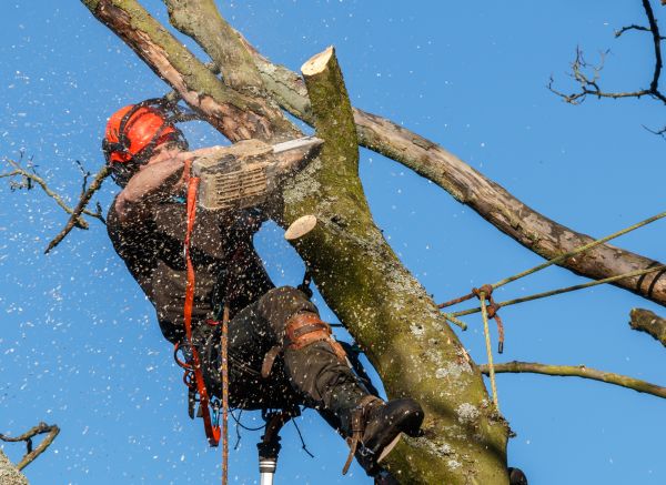 Tree Trimming Service in Lakeland