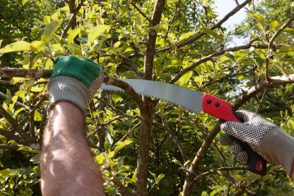 Apple Tree Trimming in Lakeland