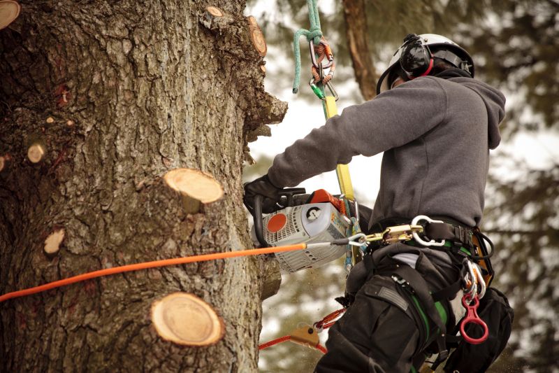Arborist Climbing Techniques