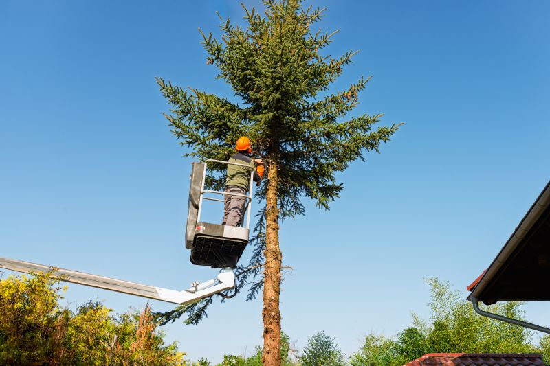 Winter Tree Pruning