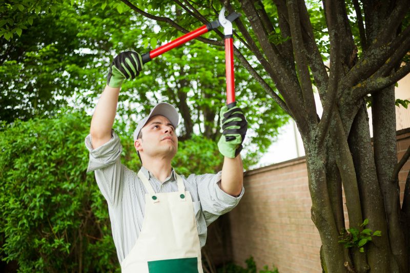 Local Tree Care Experts