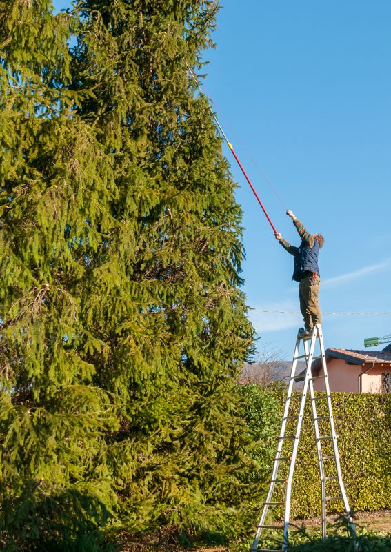 Tree Trimming in Winter